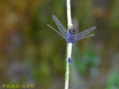 Orthetrum triangulare
