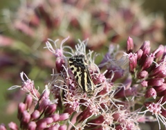 Acontia trabealis