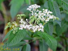 Sambucus javanica