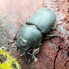 Dorcus parallelipipedus