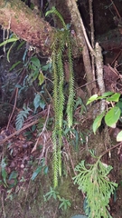 Phlegmariurus gnidioides