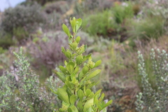 Searsia lucida