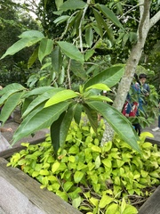 Magnolia