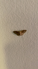 Idaea degeneraria