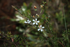 Leptospermum liversidgei