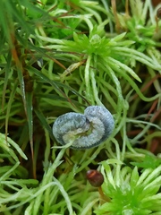 Monostegia