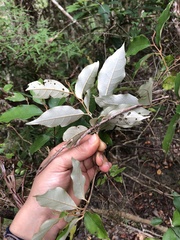 Styrax suberifolius