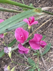 Lathyrus tuberosus