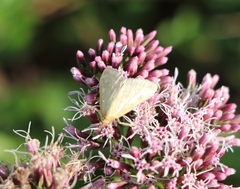 Sitochroa verticalis