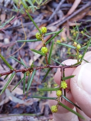 Acacia asparagoides
