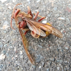Vespa crabro