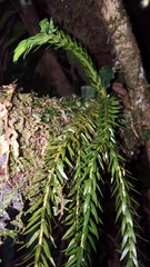 Phlegmariurus gnidioides