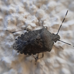 Rhaphigaster nebulosa