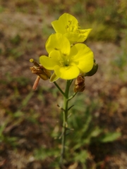 Diplotaxis tenuifolia