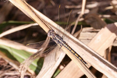 Orthetrum caledonicum