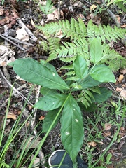 Glochidion philippicum