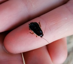 Loboptera decipiens