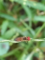 Melanostoma univittatum