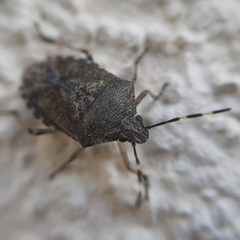 Rhaphigaster nebulosa