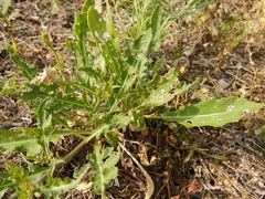 Diplotaxis tenuifolia