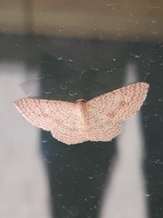 Epicyme rubropunctaria