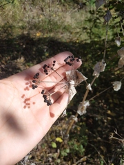 Smyrnium perfoliatum