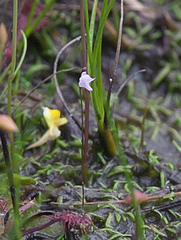 Utricularia minutissima