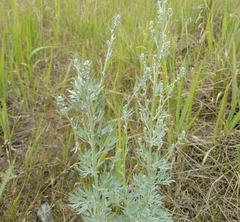 Artemisia absinthium