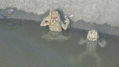 Bufo spinosus