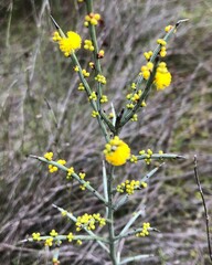 Acacia spinescens