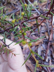 Acacia asparagoides