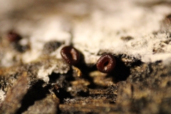 Ophiotheca chrysosperma