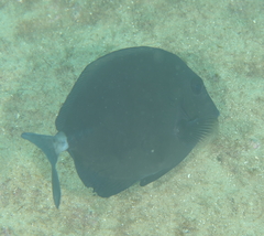 Prionurus microlepidotus