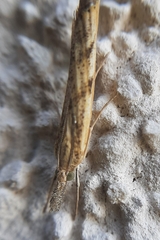 Agriphila inquinatella