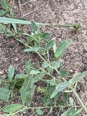 Lathyrus tuberosus