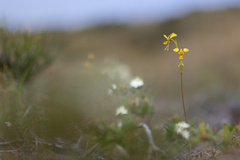Diuris unica