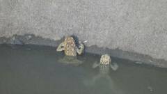 Bufo spinosus