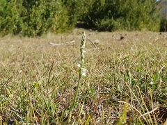 Spiranthes spiralis