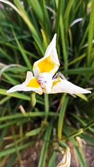 Dietes