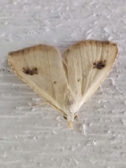 Rivula sericealis