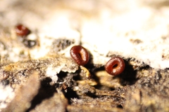 Ophiotheca chrysosperma