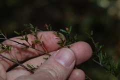 Leptospermum liversidgei