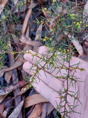 Acacia asparagoides