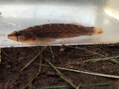 Etheostoma artesiae