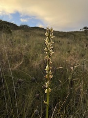 Prasophyllum elatum