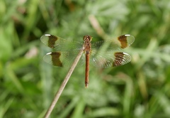 Sympetrum pedemontanum