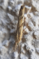 Agriphila inquinatella