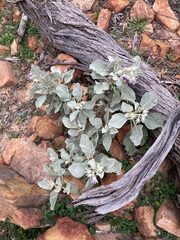 Solanum lasiophyllum