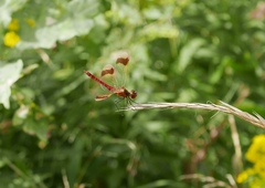 Sympetrum pedemontanum