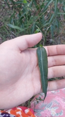 Eucalypteae